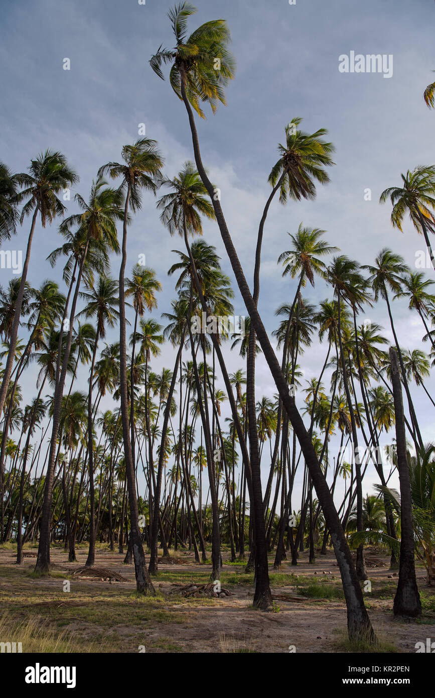 Kapuaiwa Coconut Grove ist eines der letzten königlichen Kokospalmen in Hawai ' i. König Kamehameha IV hatte tausend Kokosnuss-Palmen gepflanzt, um seine w zu Ehren Stockfoto