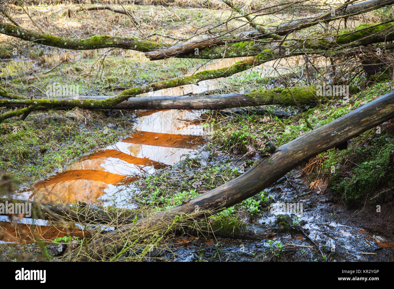 Kleiner Bach mit dunklen roten Wasser durch den Wilden russischen Wald geht, alte Bäume lag über es Stockfoto