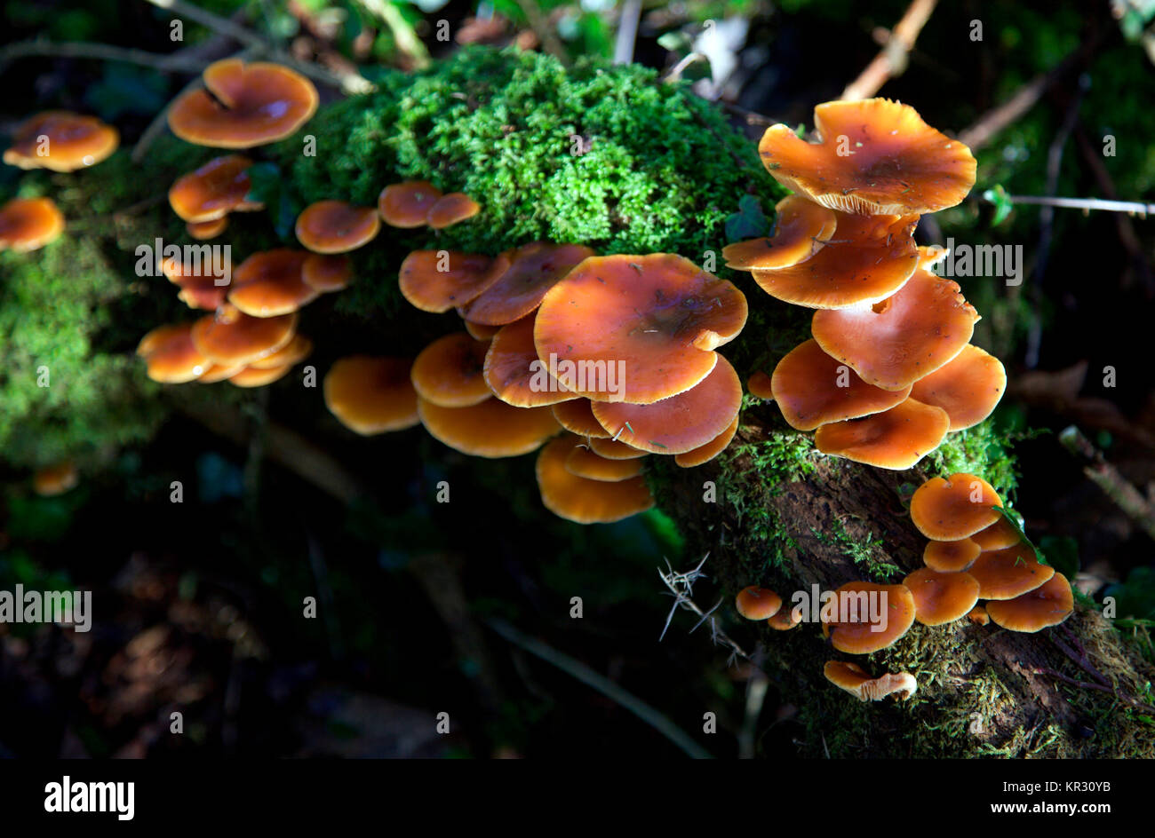 Haltbares Holz-schaft Pilze wachsen auf einem gefallenen Baumstamm Stockfoto