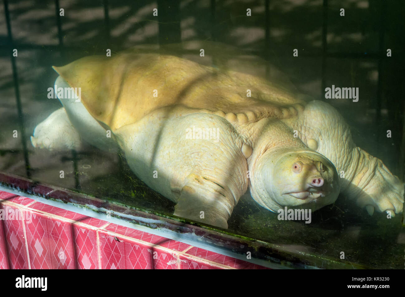 Seltene riesige albino Schildkröte in einem Zoo in Vietnam. Albino Schildkröten haben eine gelbe Farbe und eine Lebensdauer von mehr als viele andere Albino Tiere. Stockfoto