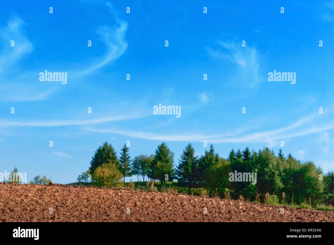 Die gepflügte Feld unter dem blauen Himmel, gepflügten Feldes, Grüne fichte und blauer Himmel Stockfoto