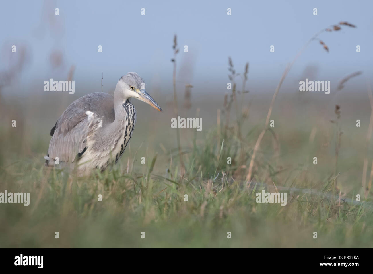 Graureiher (Ardea cinerea) langsam durch eine Wiese, auf der Suche nach Nahrung, in der typischen, natürlichen Umgebung, weiches Licht, Wildlife, Europa. Stockfoto