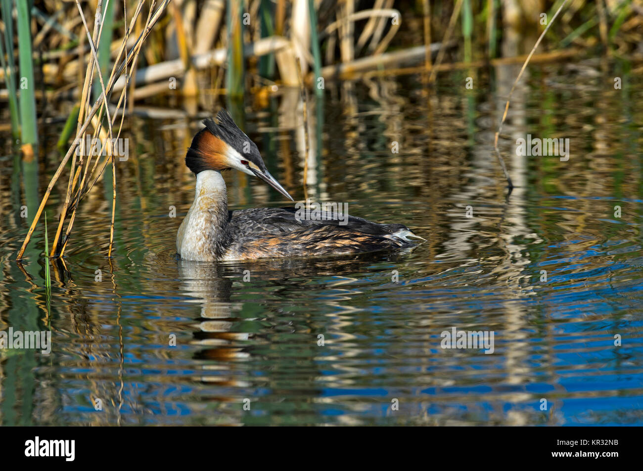 Great crested Haubentaucher (Podiceps Cristatus), Podicipedidae Familie, Kinderdijk, Niederlande Stockfoto