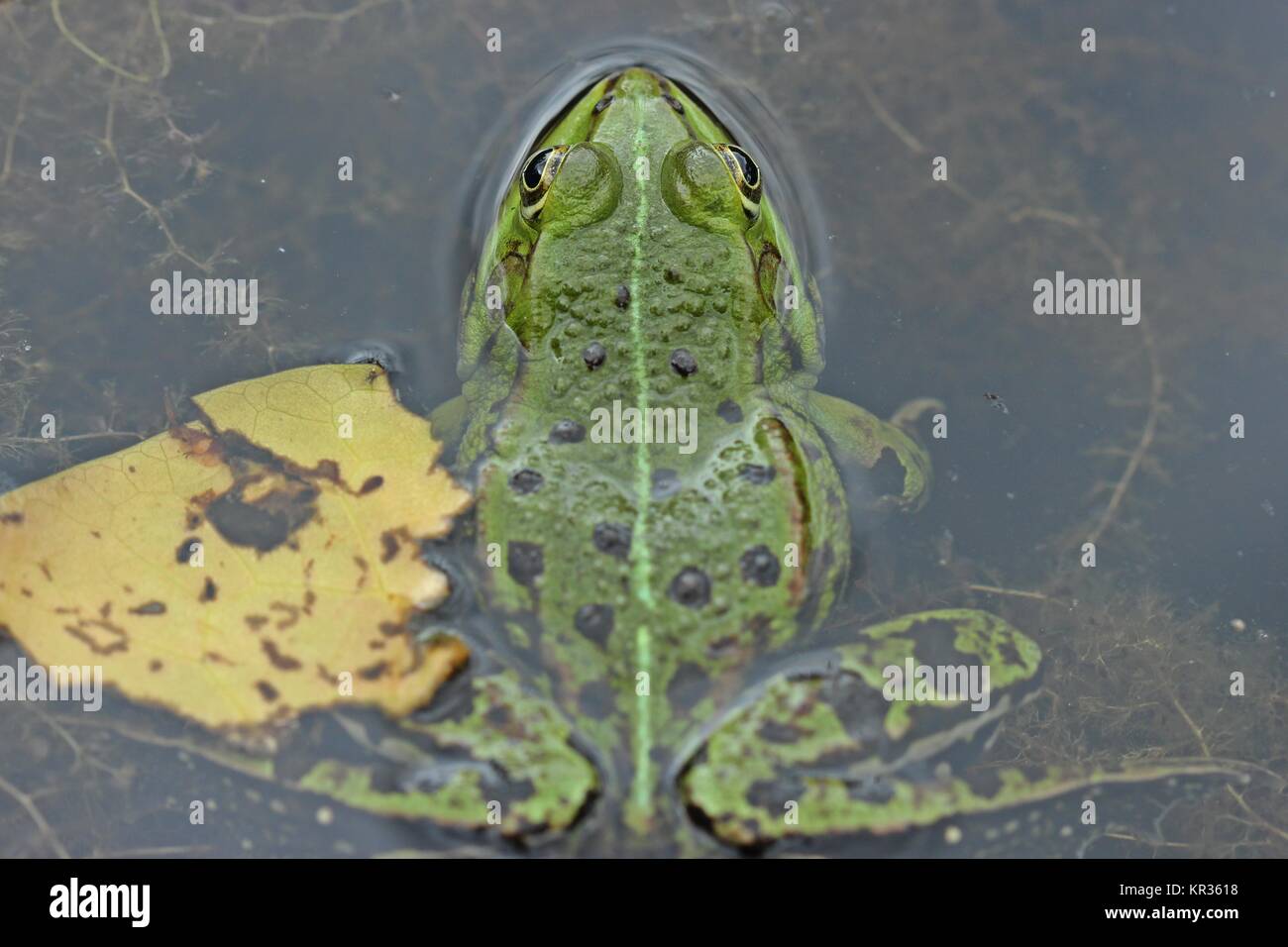 Teich Frosch (pelophylax esculentus) von oben Stockfoto