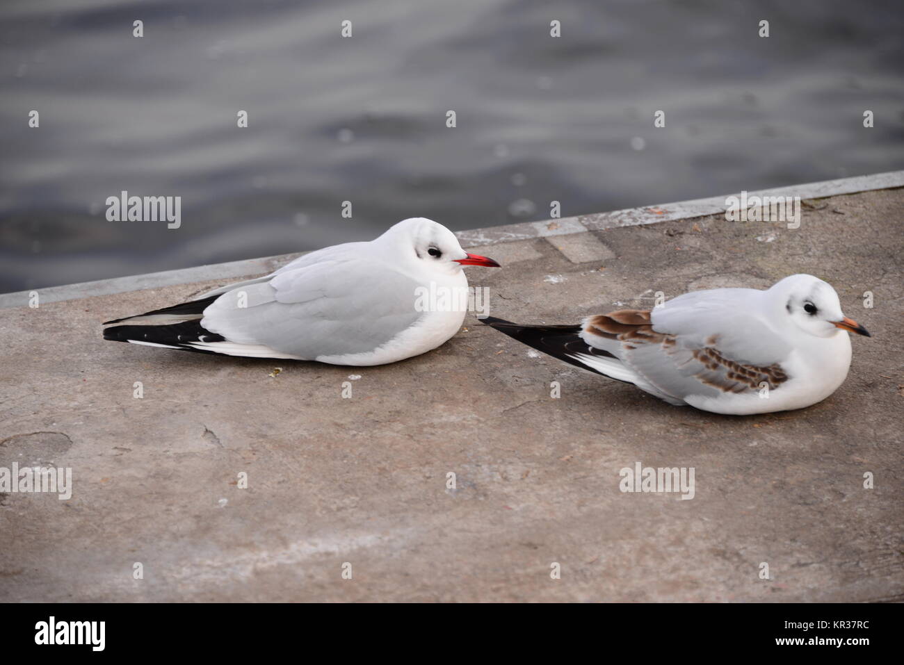 Möwen in Hamburg auf der Binnenalster Stockfoto