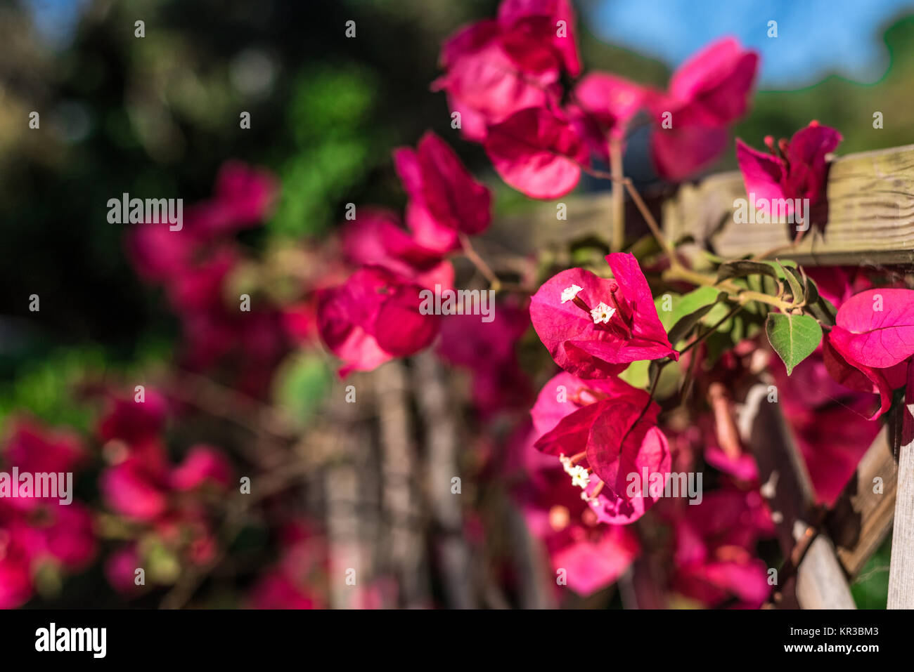 Nahaufnahme von Bouganville Blumen in einem Garten Stockfoto