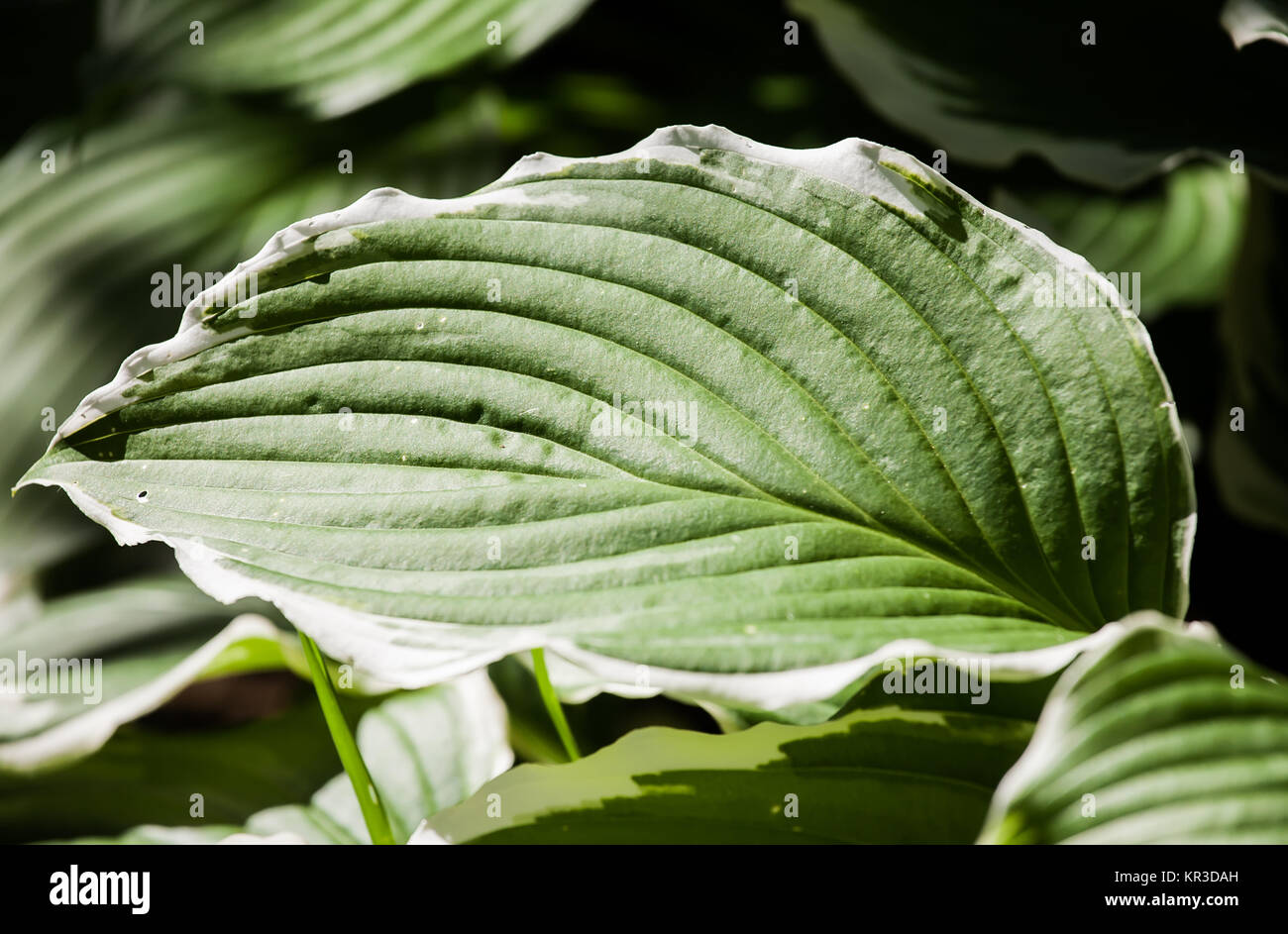 Große grüne Blatt Textur mit Adern close-up Stockfoto