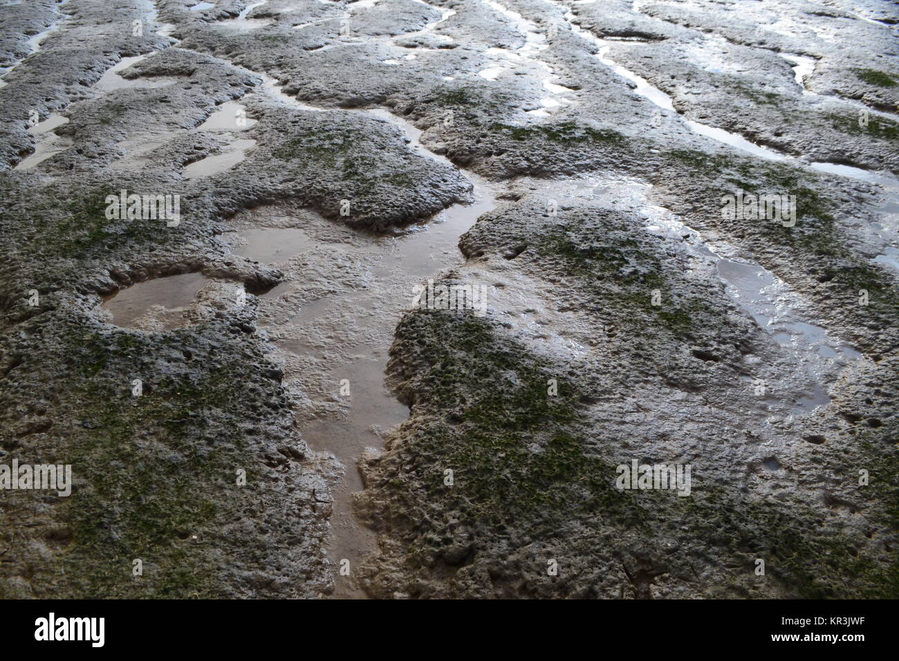 Watt an der Küste von Kent. Eine hoch produktive sedimentäre Ablagerung von meist Schlick und Lehm mit einem hohen organischen Gehalt. Stockfoto