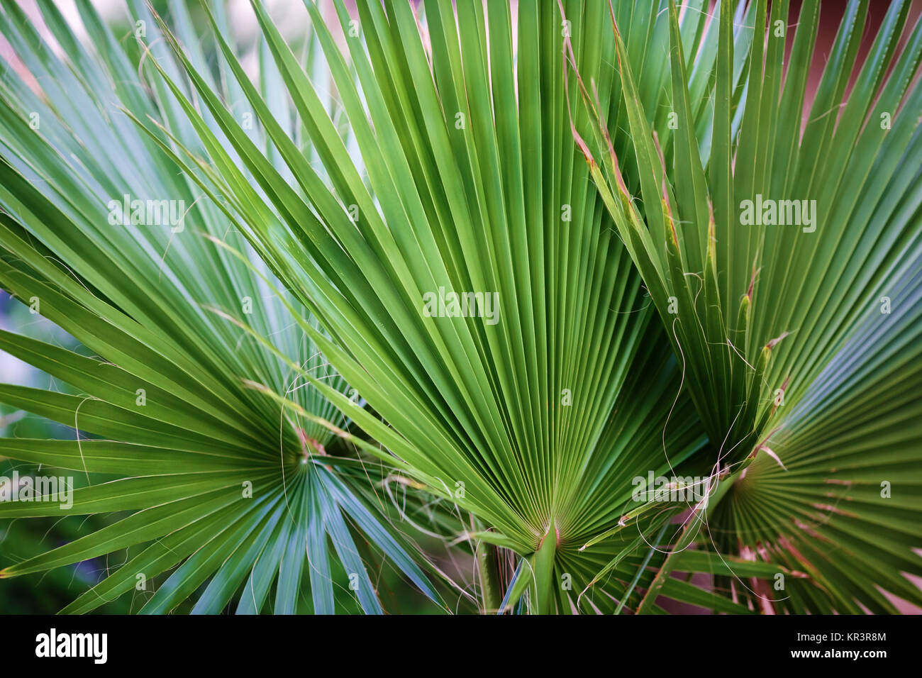 Drei palm leaf Nahaufnahme. Stockfoto