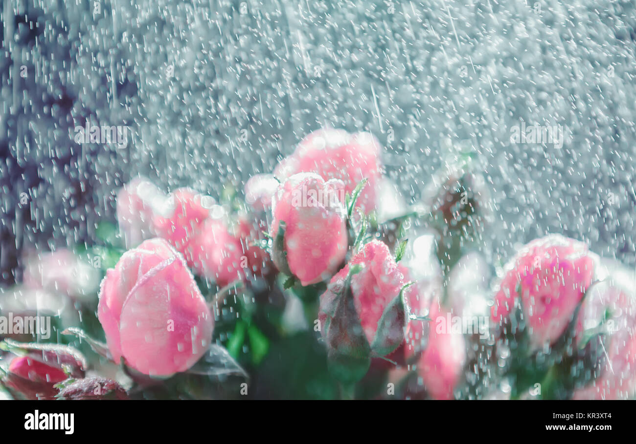 Rosen unter Regen unscharf Stockfoto