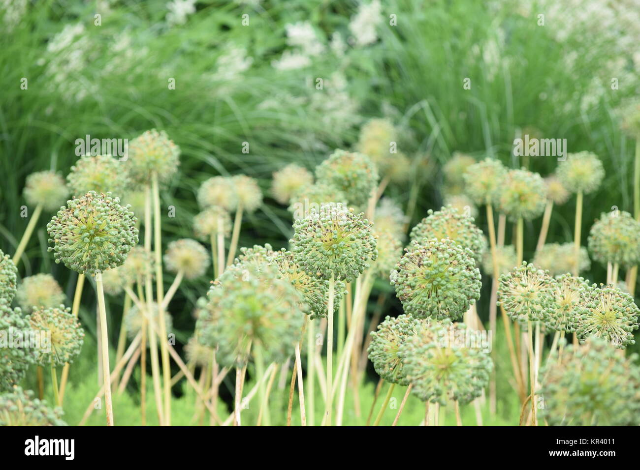 Sternball-Lauch oder Gartenball-Lauch, lateinisch: allium cristophii, vor Schilfgras Stockfoto