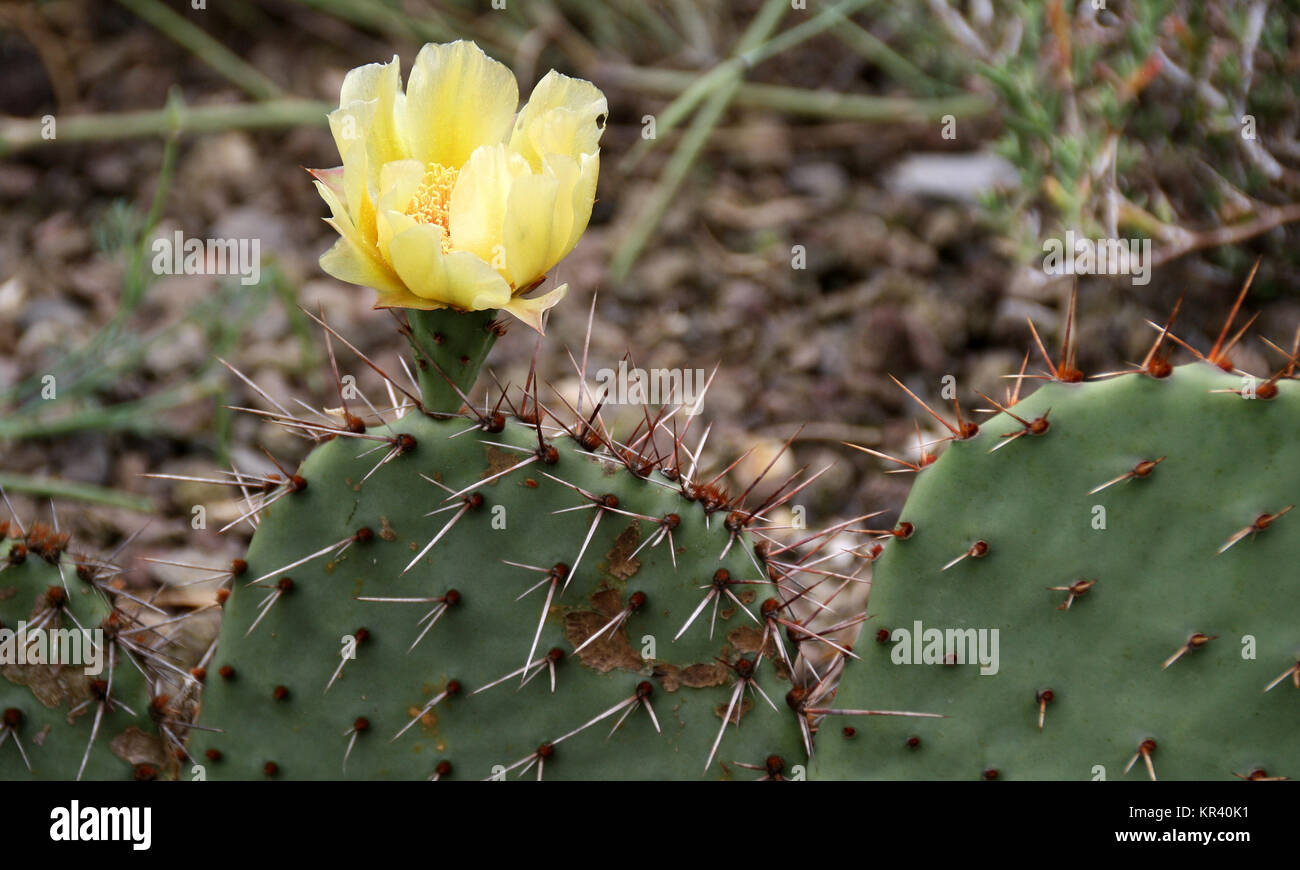 Blühender Feigenkaktus Stockfoto