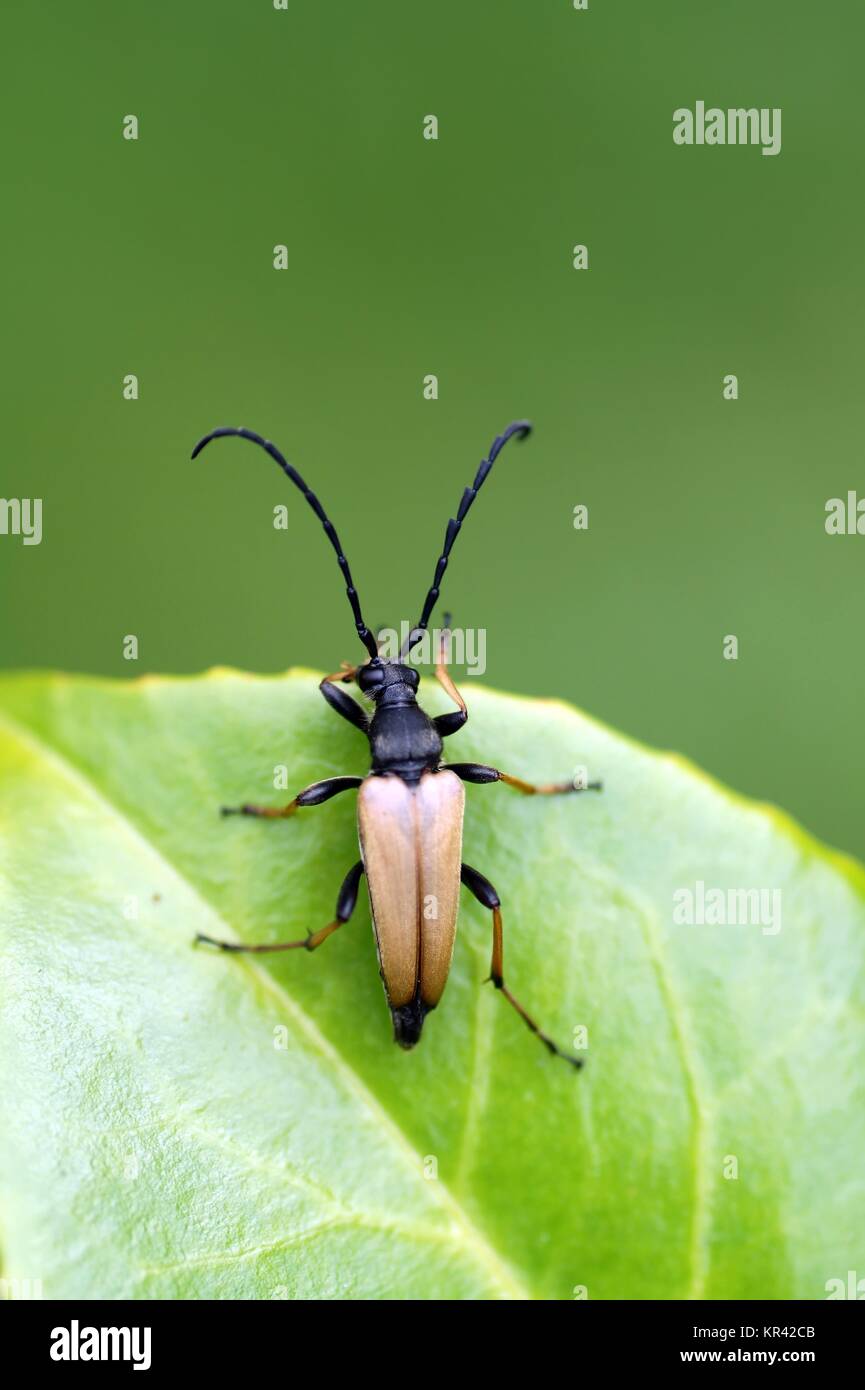 Stictoleptura rubra Stockfoto