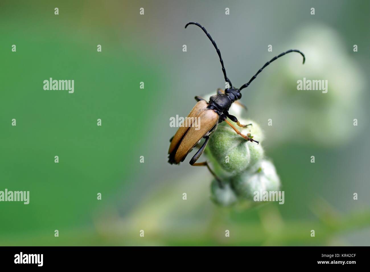 Stictoleptura rubra Stockfoto