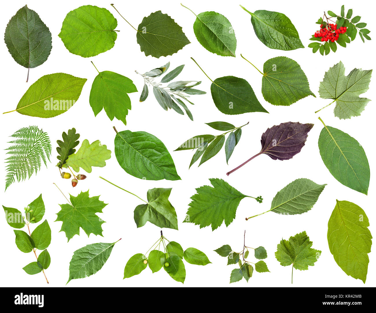Sammlung von grünen Blättern isoliert auf weißem Stockfoto