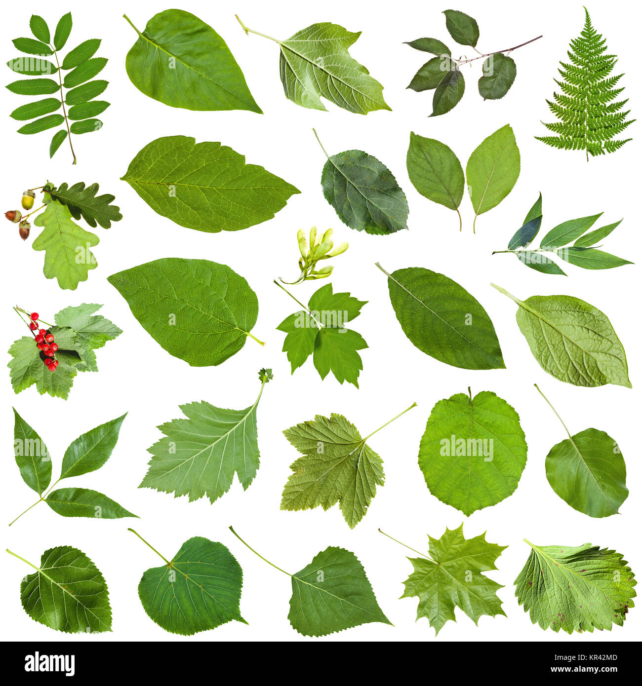 Verschiedene grüne Blätter isoliert auf weißem Stockfoto