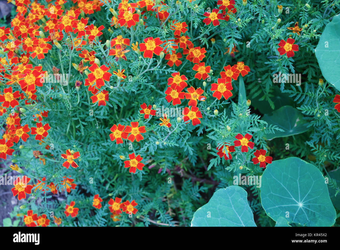 Signet-Ringelblume Stockfoto