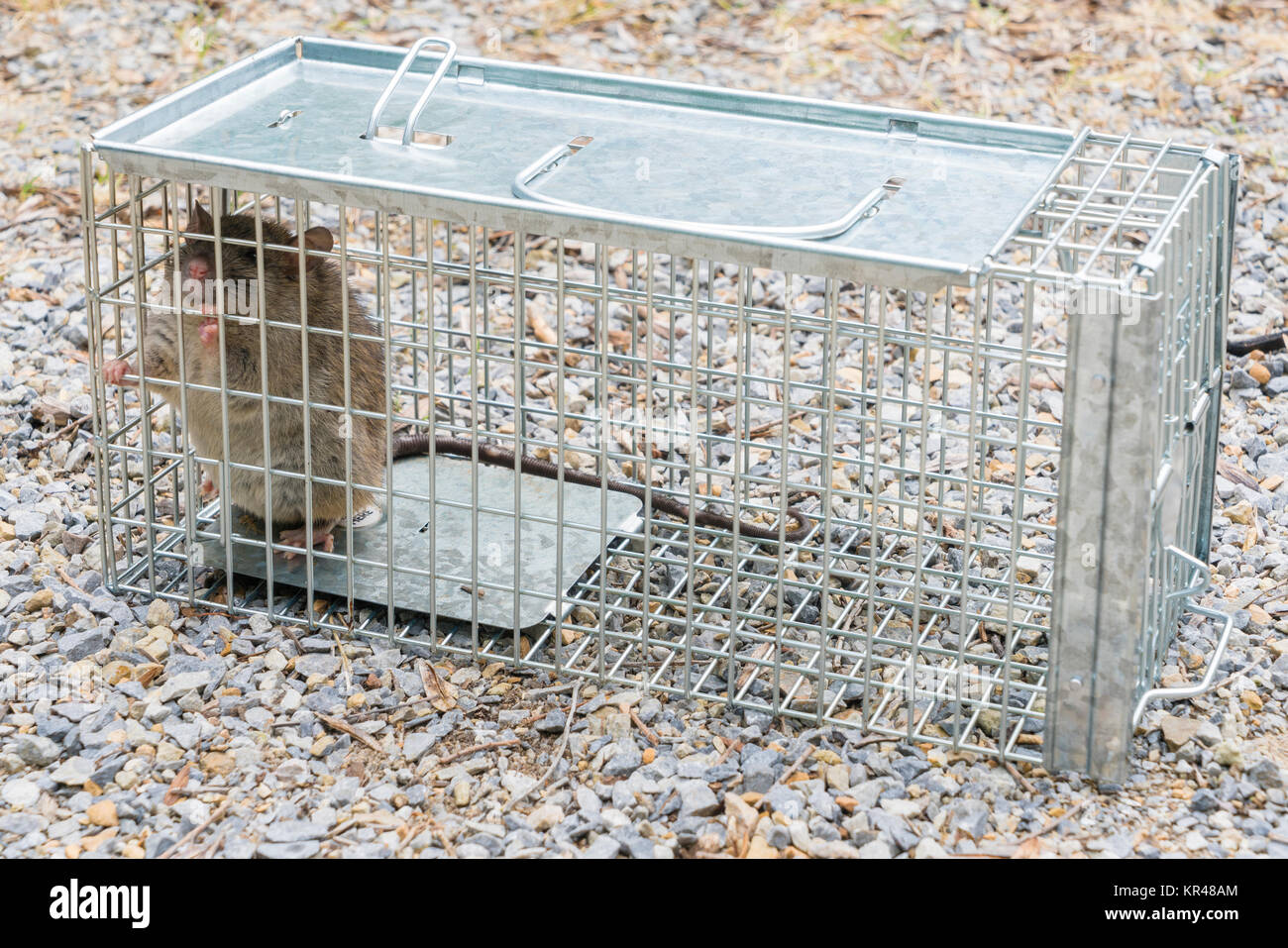 Schwarze Ratte im Käfig Falle gefangen Stockfoto
