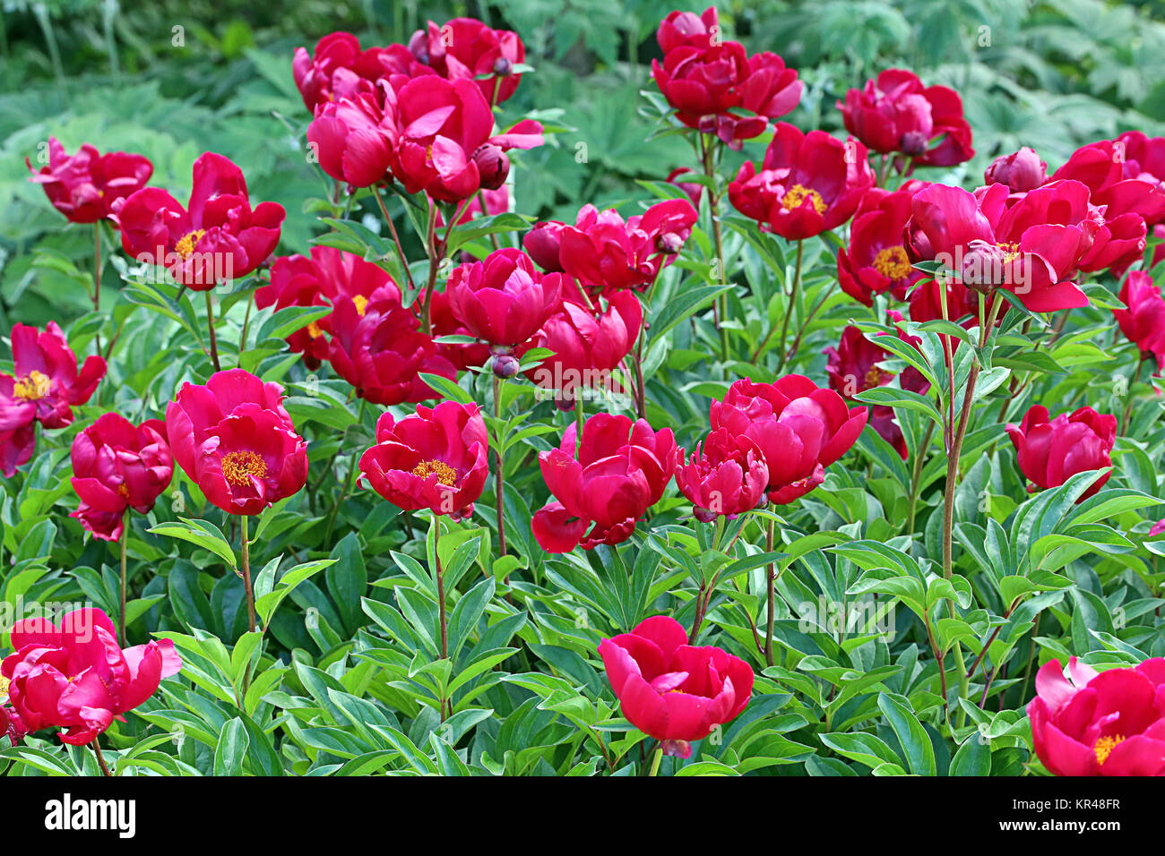 Chinesische Pfingstrose Paeonia lactiflora Balliol Stockfoto