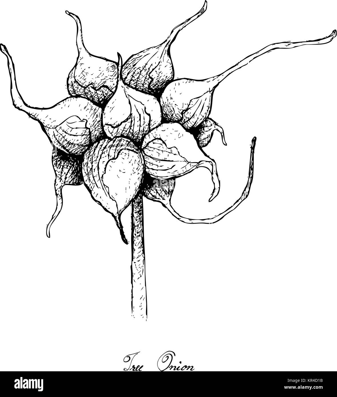 Glühlampe Gemüse, Illustration Hand gezeichnete Skizze frischen Baum Zwiebeln oder Lauch Proliferum zum Würzen in der Küche. Auf weissem Hintergrund. Stock Vektor