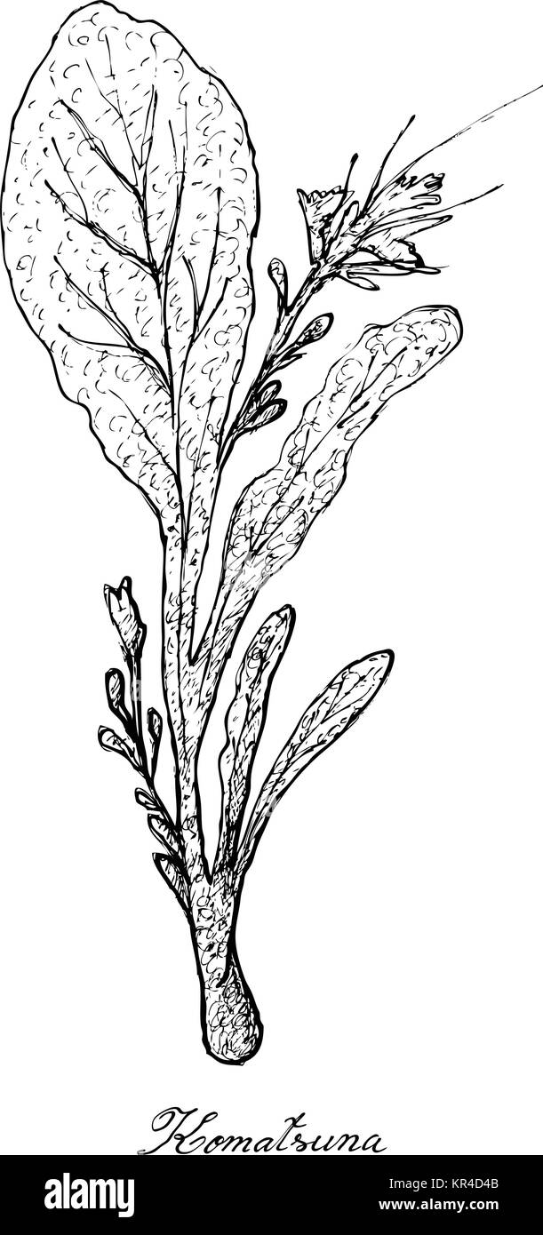 Salat, Illustration von Hand gezeichnete Skizze köstliche frische grüne Komatsuna Pflanze isoliert auf weißem Hintergrund. Stock Vektor