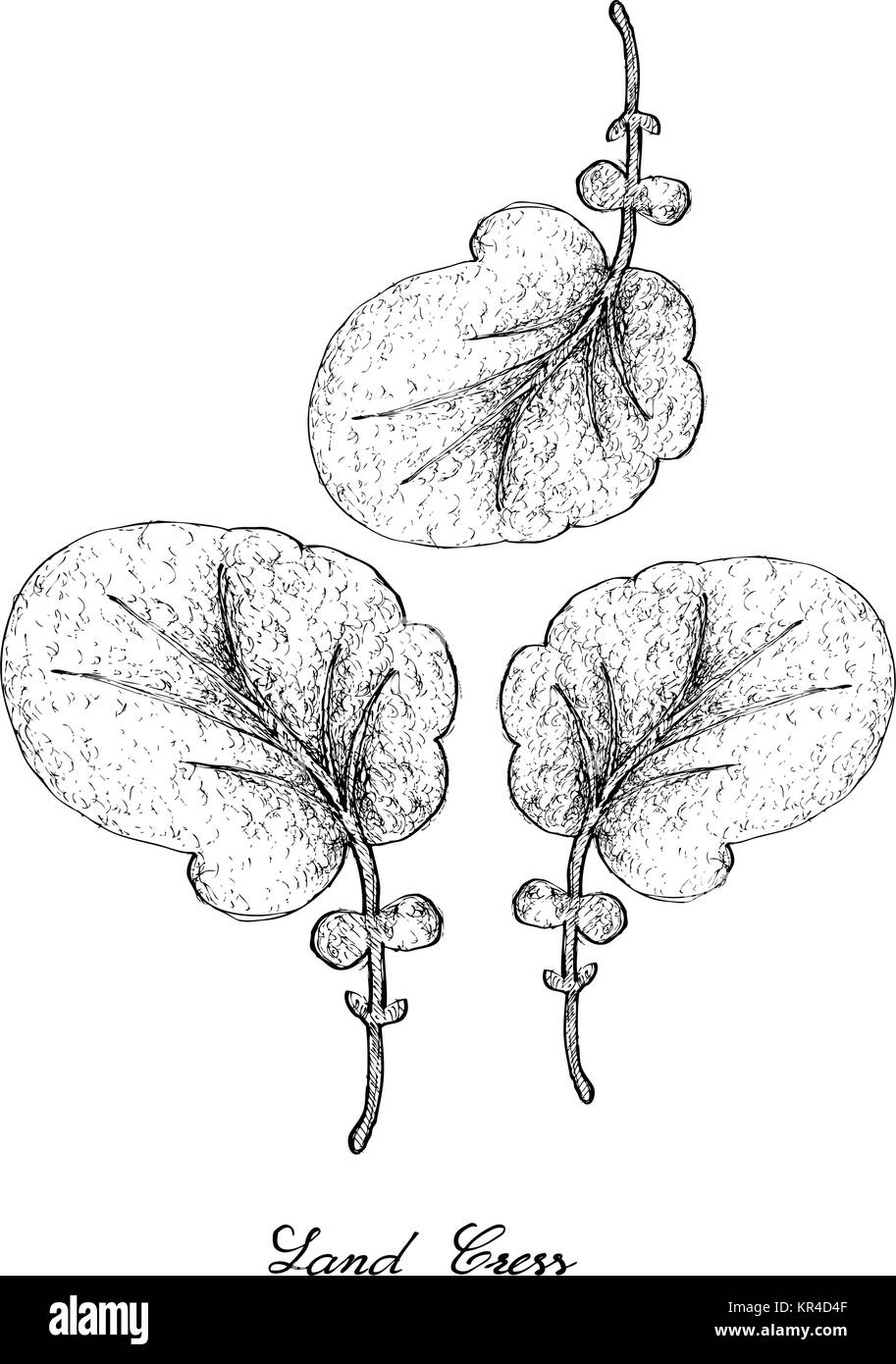Salat, Illustration von Hand gezeichnete Skizze köstliche frische grüne Land Kresse Pflanzen isoliert auf weißem Hintergrund. Stock Vektor