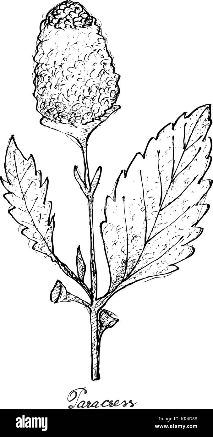 Salat, Illustration von Hand gezeichnete Skizze köstliche frische grüne Parakresse und Pak Choy Pflanzen isoliert auf weißem Hintergrund. Stock Vektor