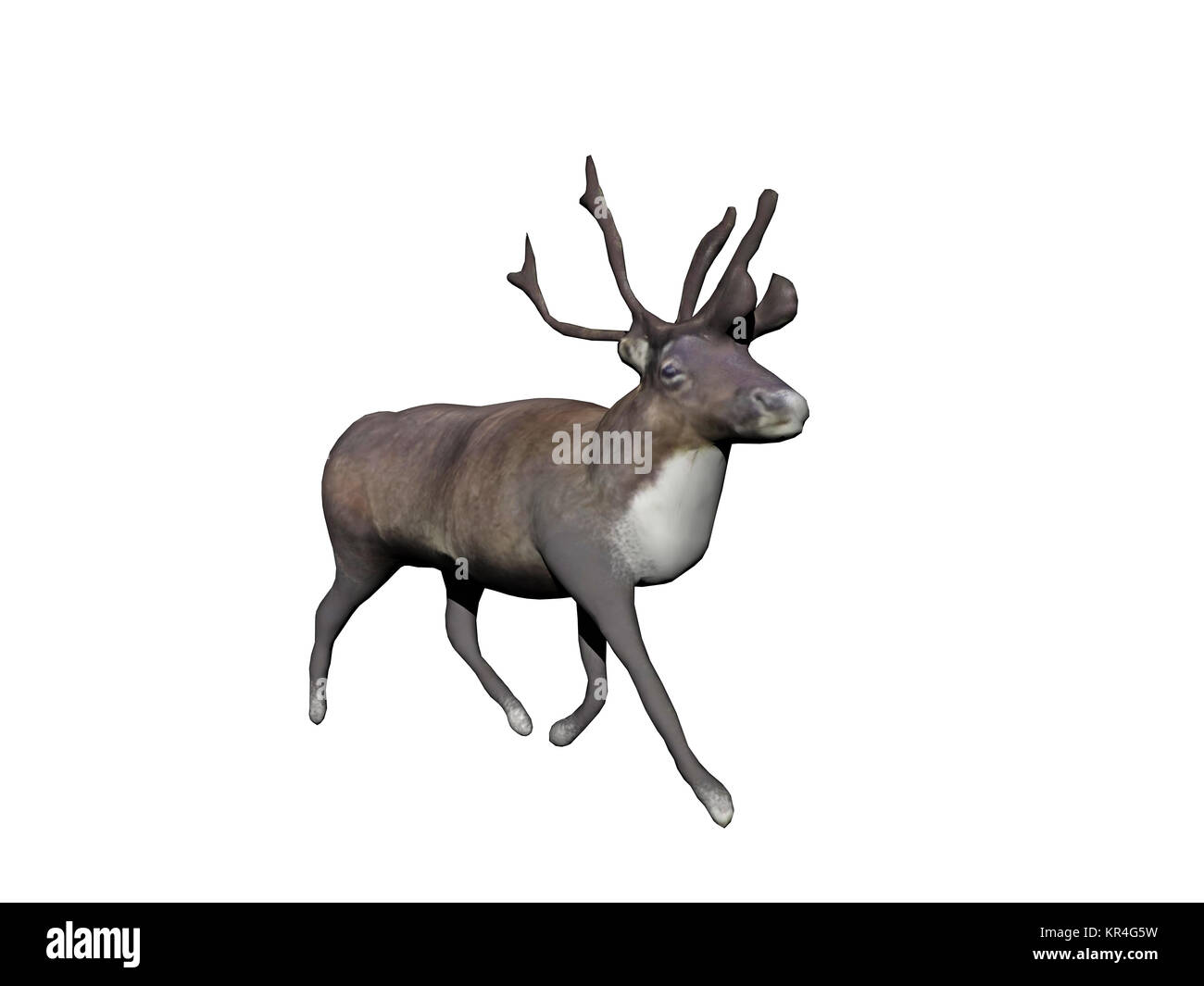 Hirsch mit Geweih ausgesetzt Stockfoto