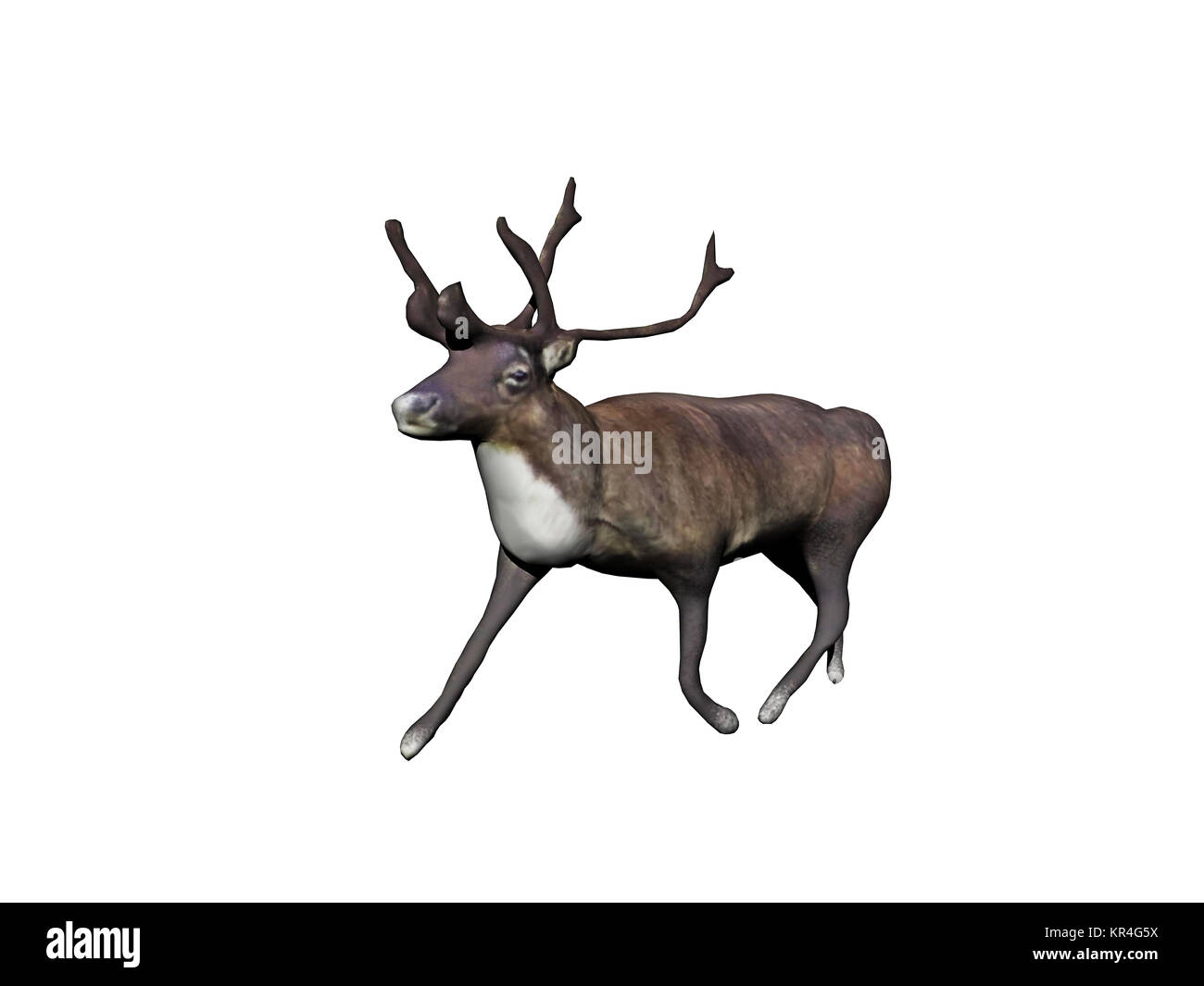 Hirsch mit Geweih ausgesetzt Stockfoto