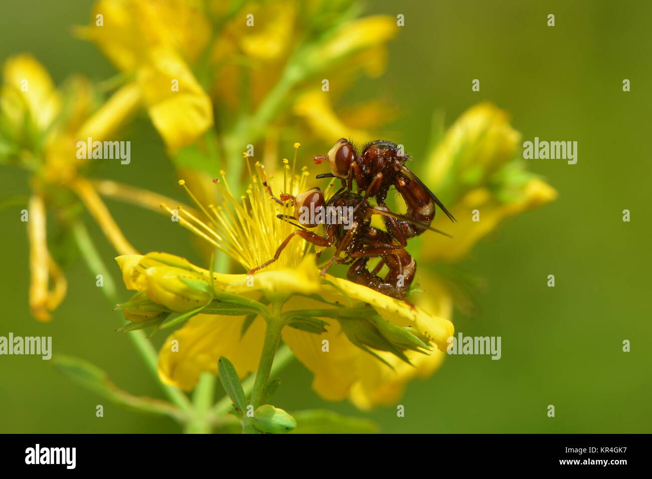 Gemeinsame allgemeine - Kopf bladderfly Stockfoto