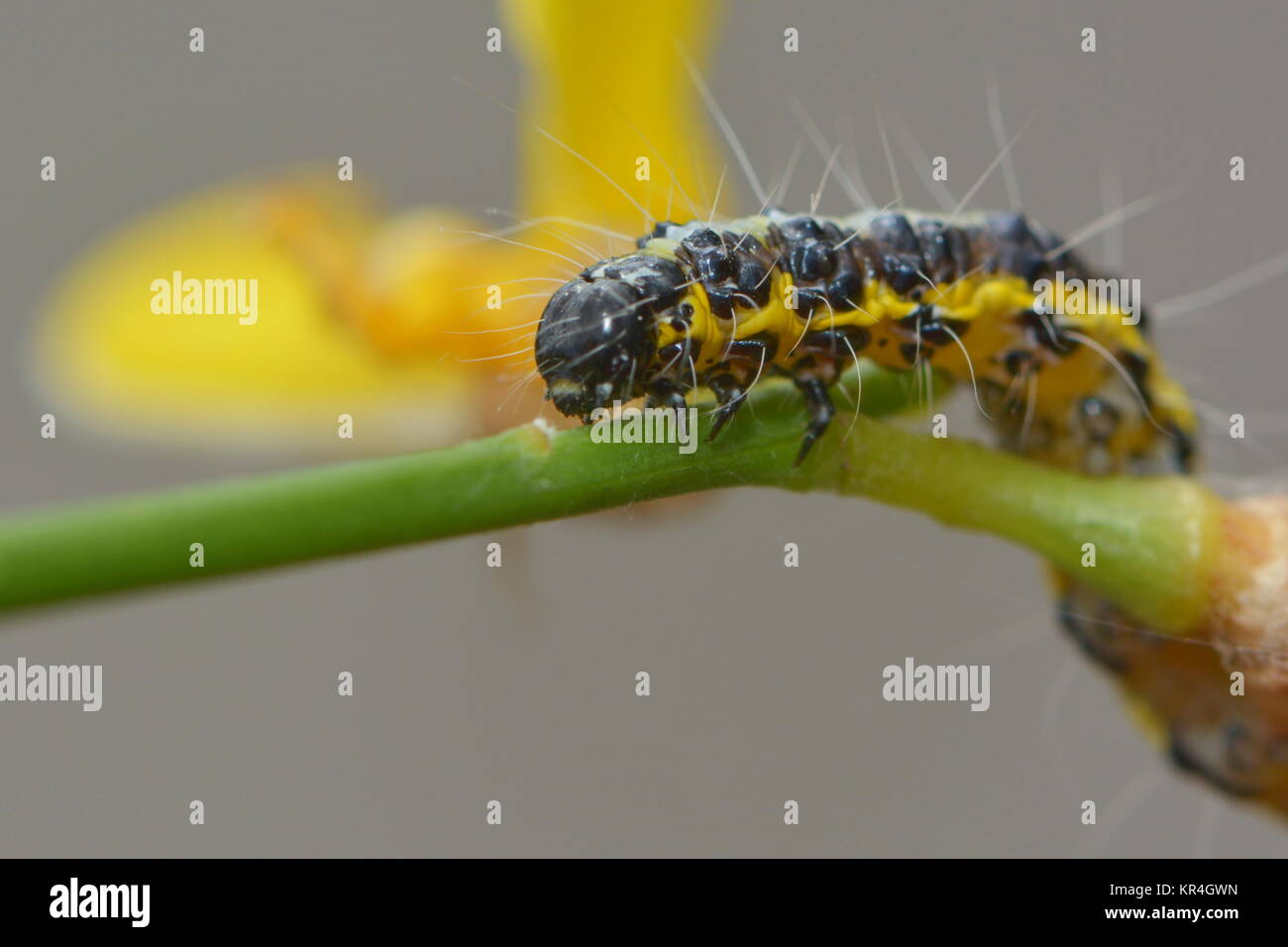raupe im Besenbusch Stockfotografie - Alamy