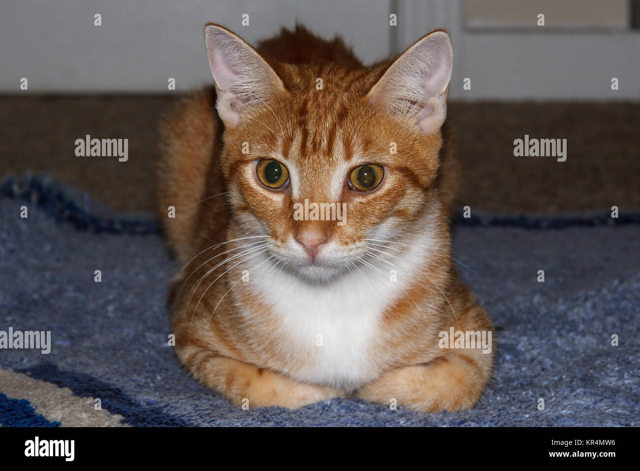 Ein 9 Monate alten männlichen Ginger tabby Katze ruht auf einem Teppich Stockfoto
