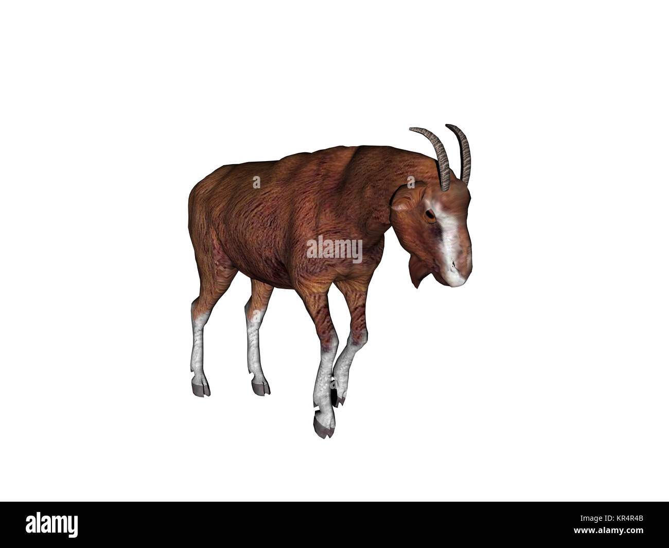 Ziegen ausgenommen Stockfoto