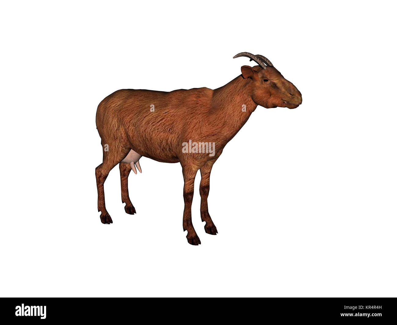 Ziegen ausgenommen Stockfoto
