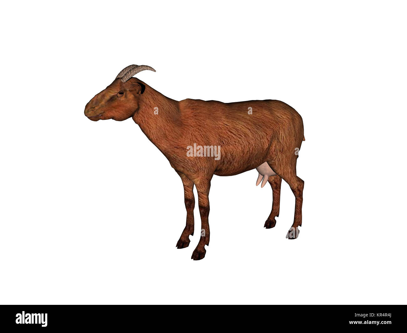 Ziegen ausgenommen Stockfoto