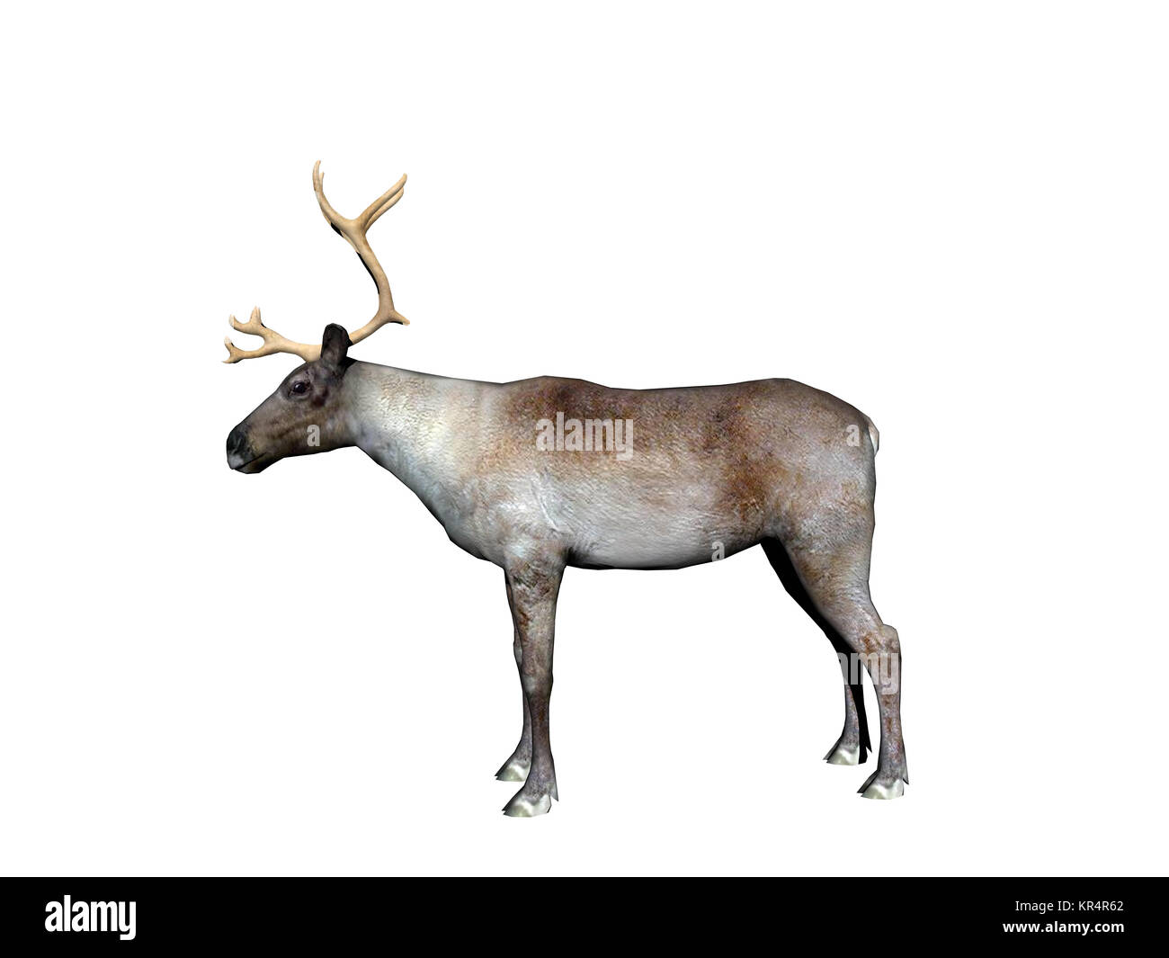 Rentiere ausgenommen Stockfoto