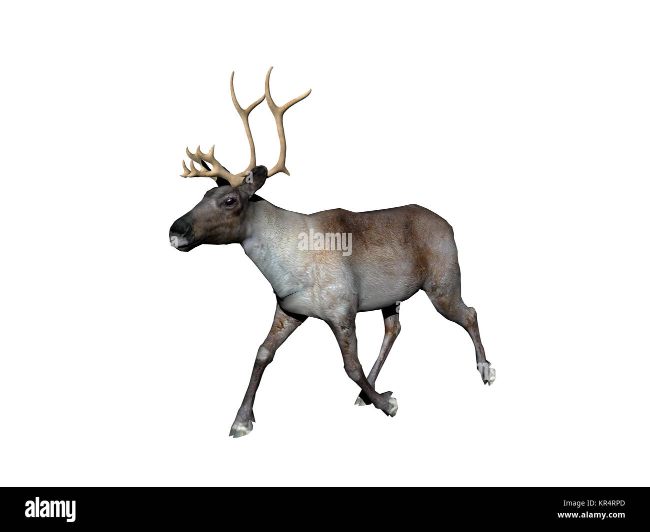 Rentiere ausgenommen Stockfoto