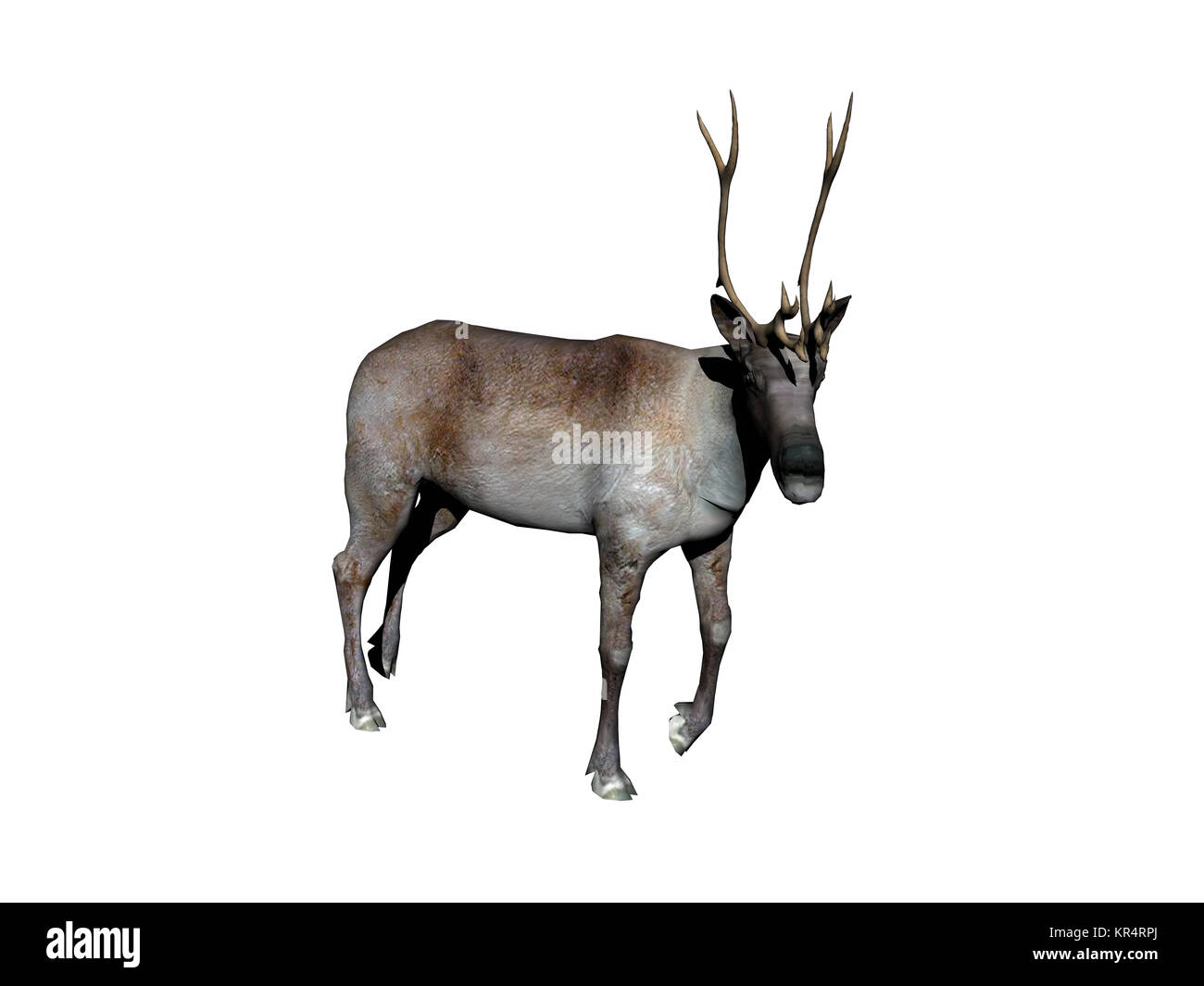 Rentiere ausgenommen Stockfoto
