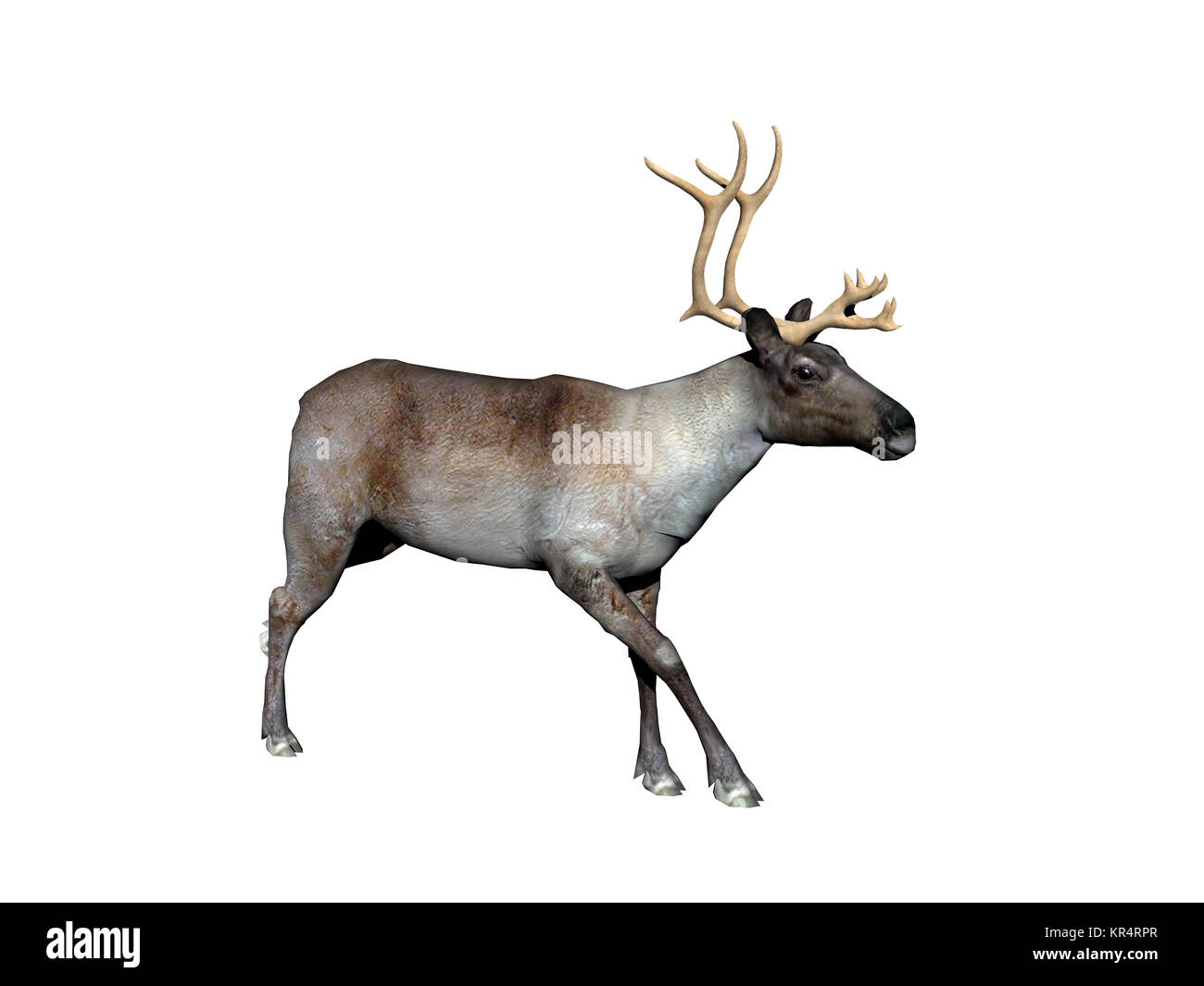 Rentiere ausgenommen Stockfoto