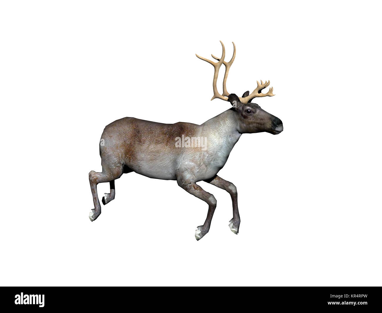 Rentiere ausgenommen Stockfoto