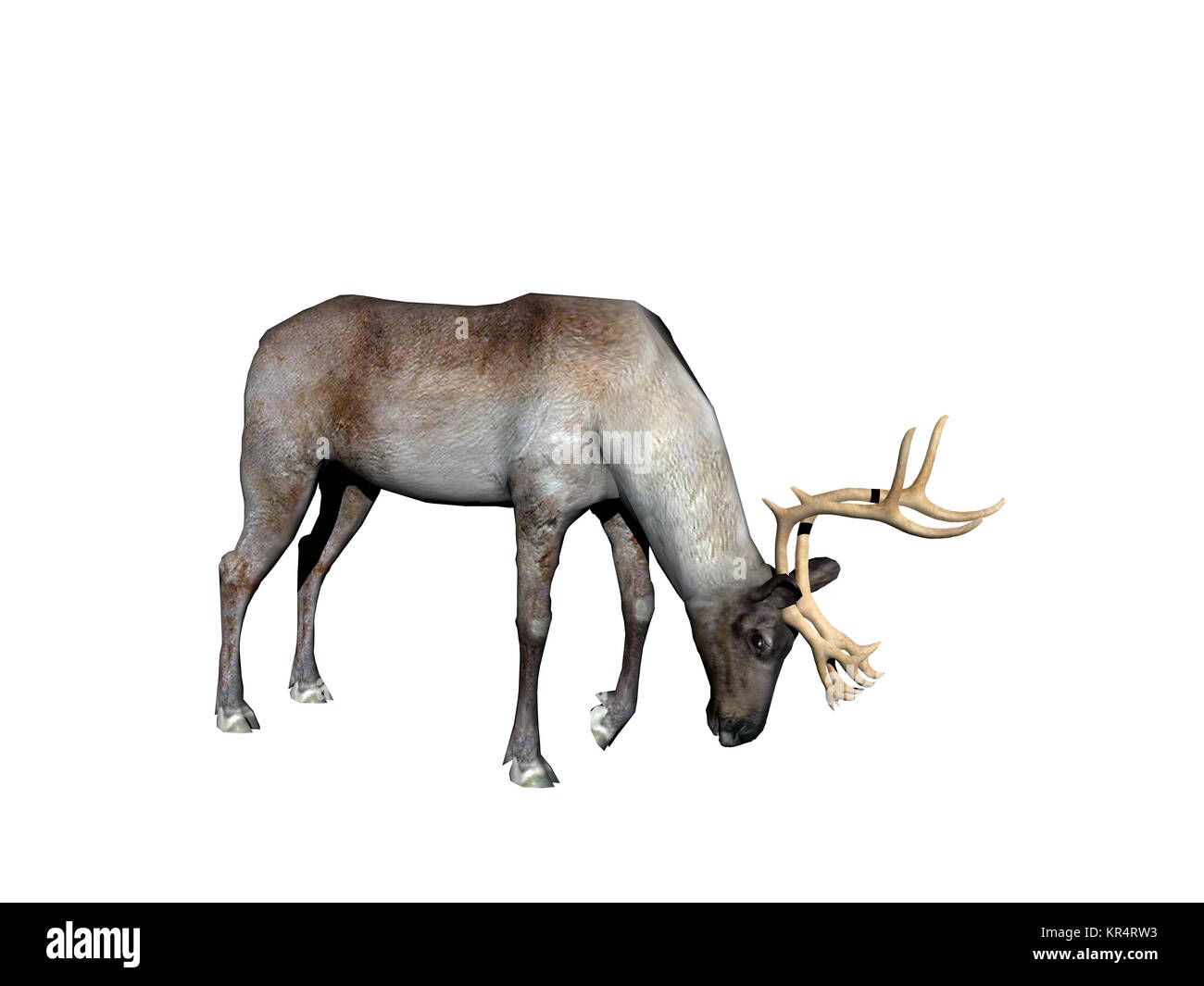 Rentiere ausgenommen Stockfoto