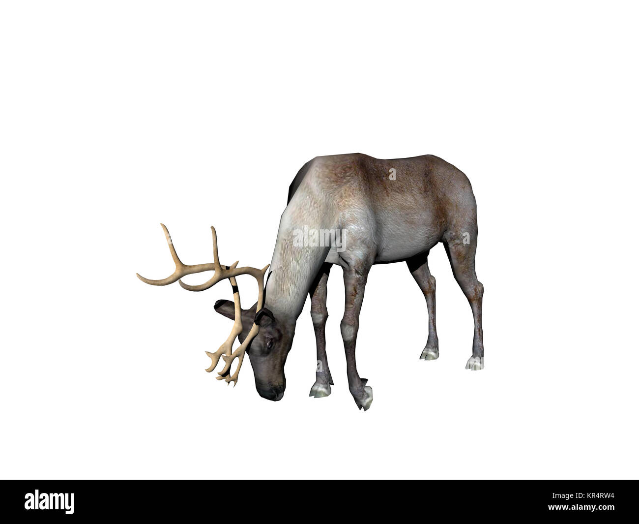 Rentiere ausgenommen Stockfoto