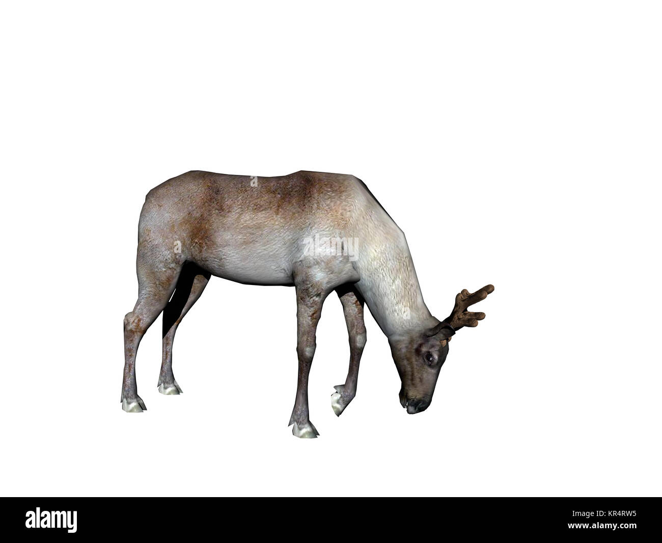 Rentiere ausgenommen Stockfoto