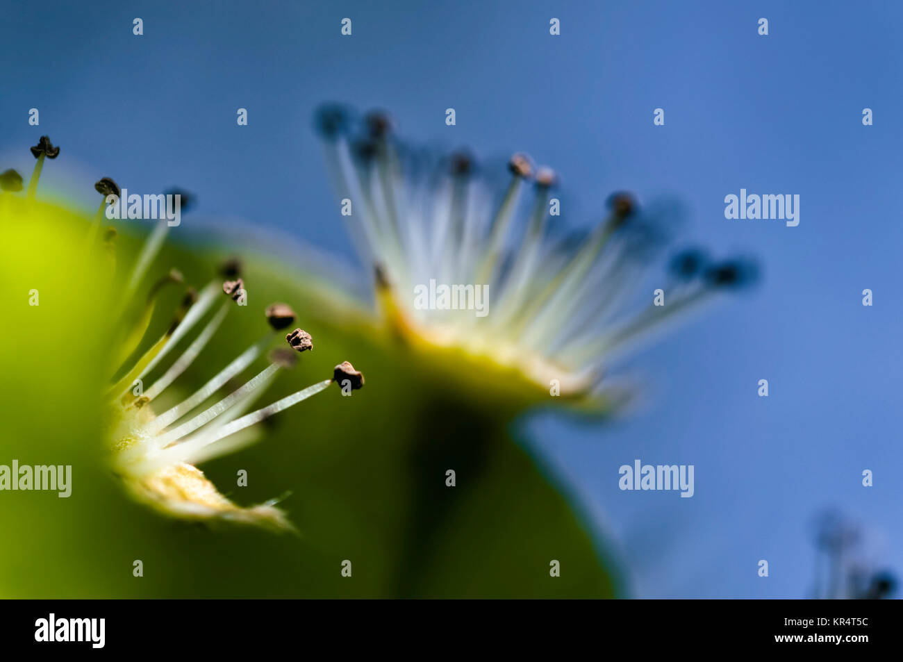 Makro Foto von einem Apfelbaum Blüte Stockfoto