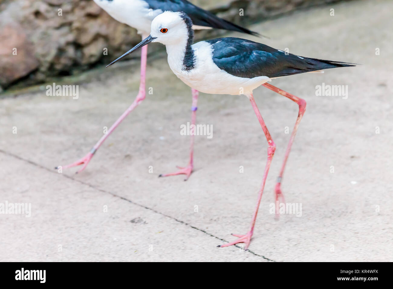 Gebänderten Stelzenläufer Stockfoto