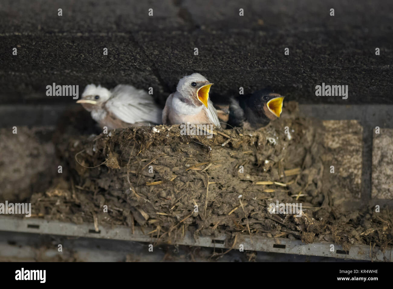 Rauchschwalbe/Schwalben (Hirundo rustica), leucistic Küken in Nest, weißes Gefieder, seltene Pigment handelt, leucism, für Lebensmittel, wildilfe, Europa betteln Stockfoto