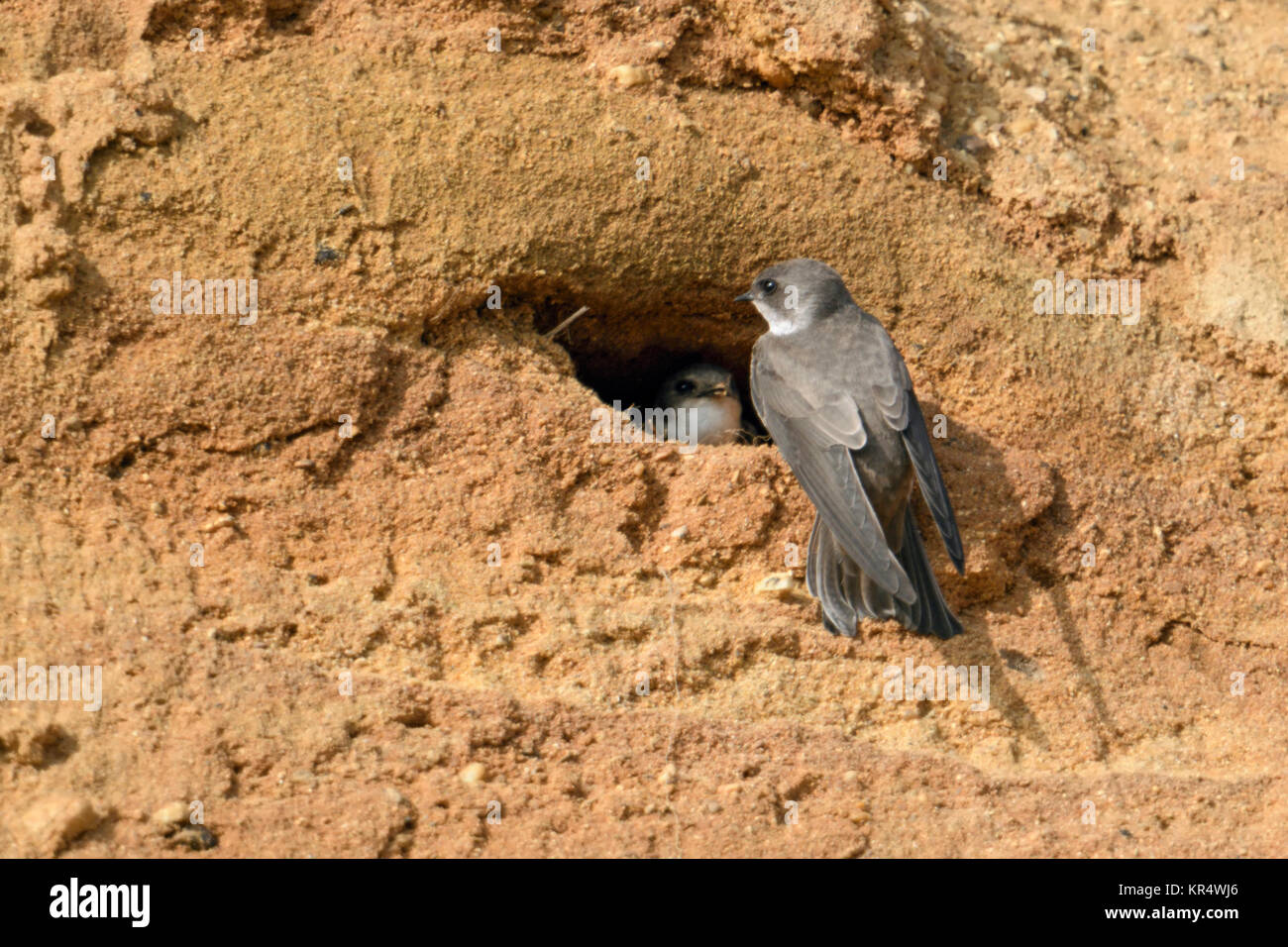 Sand Martin/Bank Schlucken (Riparia riparia), Paar, sitzen zusammen, Flirten in ihrem Nest Loch in einem Fluss, Beobachten, Wildlife, Europa. Stockfoto