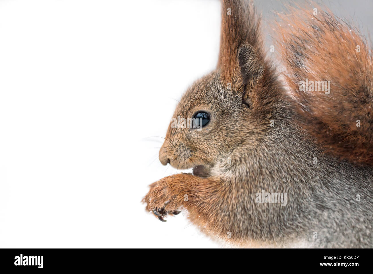 Junge Eichhörnchen sitzt im weißen Schnee mit Mutter und auf der Suche nach Links, Makro anzeigen Stockfoto