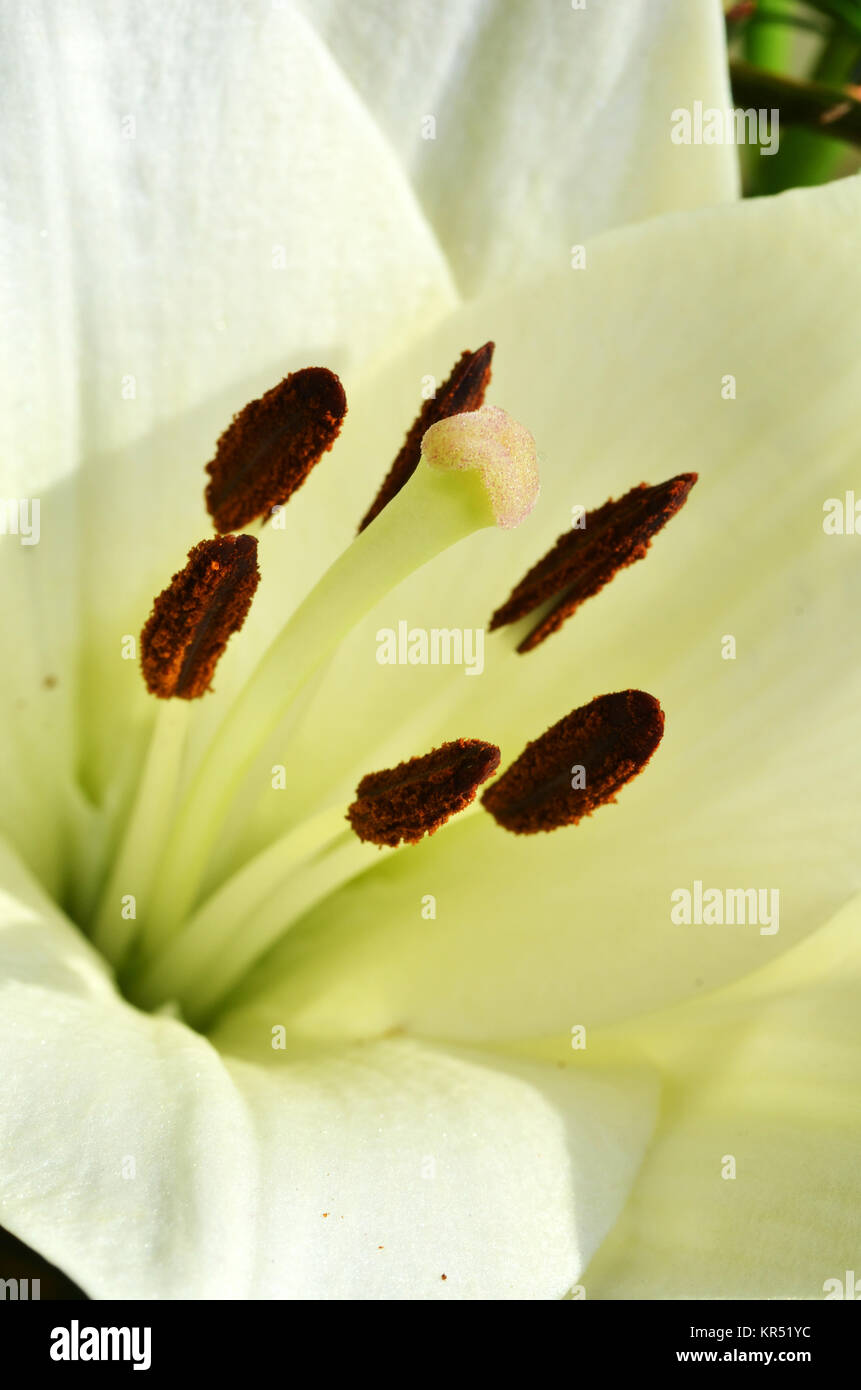 Lilie wächst im Garten Stockfoto