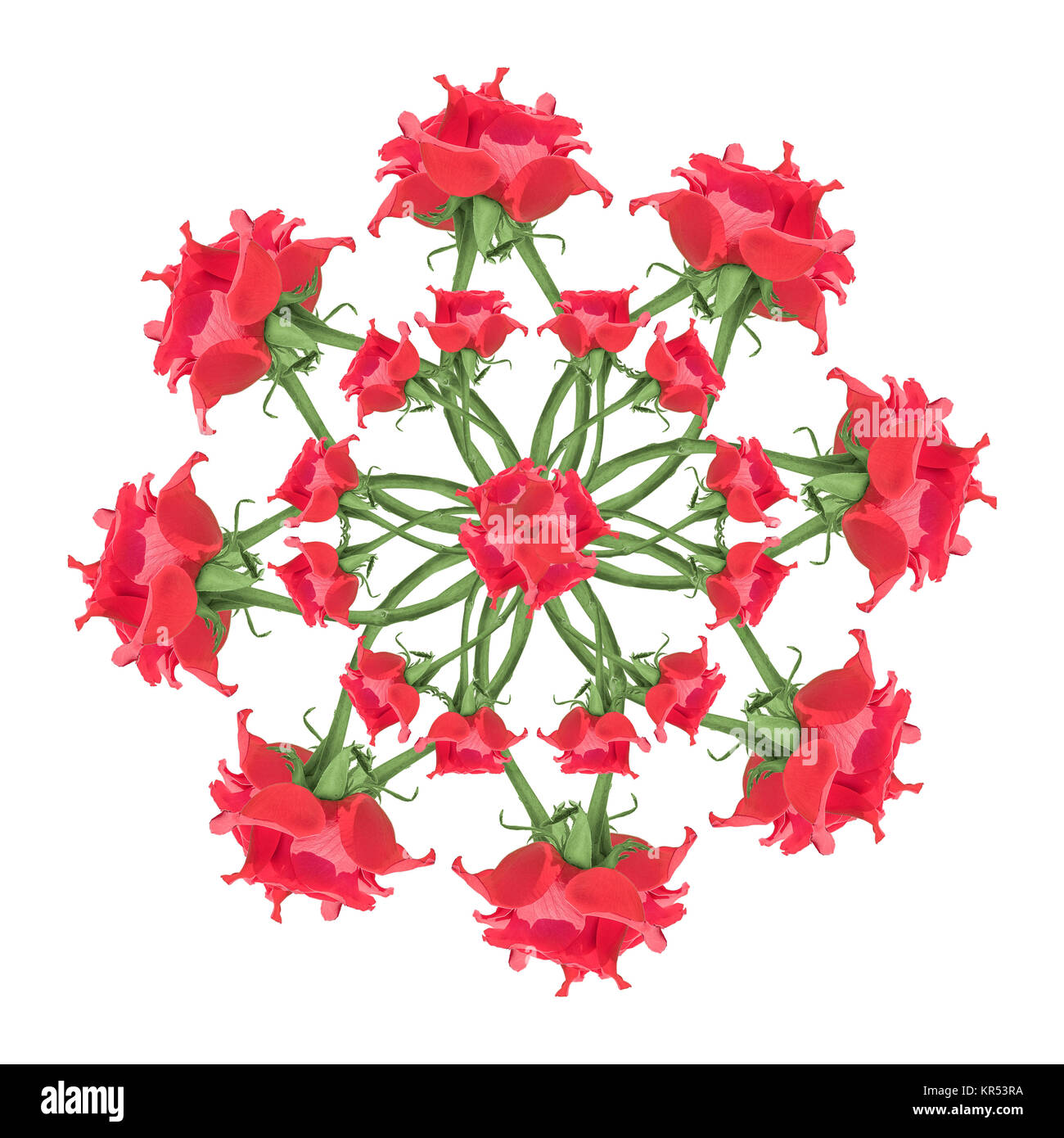 Rote Rosen Blumen Ornament Stockfoto